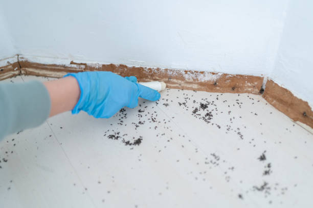 Best Best Pest Control Companies  in Jamestown, TN