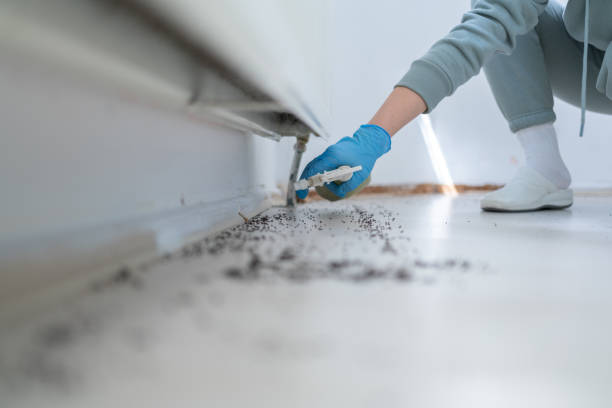 Best Local Pest Control Services  in Jamestown, TN